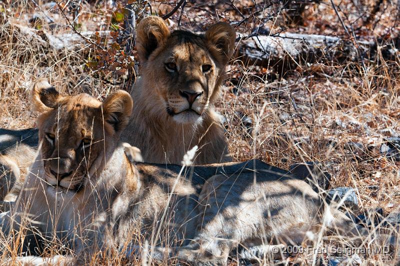 20090611_124823 D300 X1.jpg - Lions at Little Ongava Reserve, a private game area, contiguous with Etosha National Park, Namibia